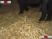 Beastiality XXX - Hungry dark-haired Asian hottie acquires a spunk fountain from her dad's horse